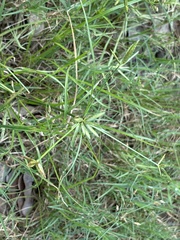 Cyperus compressus