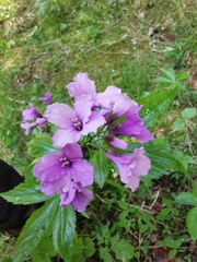 Cardamine pentaphyllos