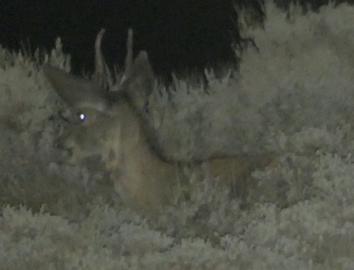 Mule Deer