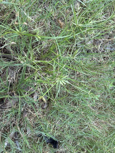 Cyperus compressus, photograph 2