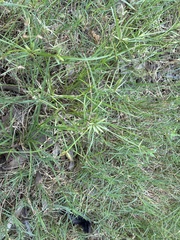 Cyperus compressus, photograph (c) Jerome Ko, some rights reserved (CC BY)