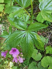 Cardamine pentaphyllos