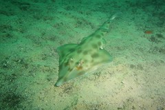 Aptychotrema rostrata