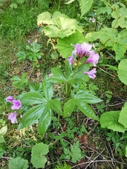 Cardamine pentaphyllos
