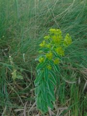 Helioscopia