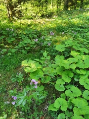 Cardamine pentaphyllos