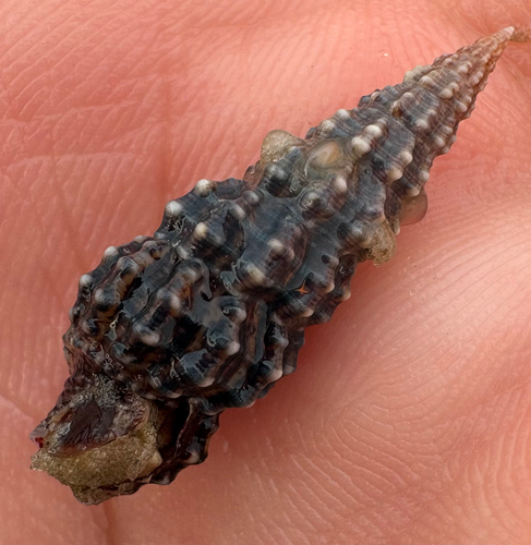 Cerithium muscarum, 2026-09-11