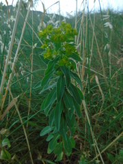 Helioscopia