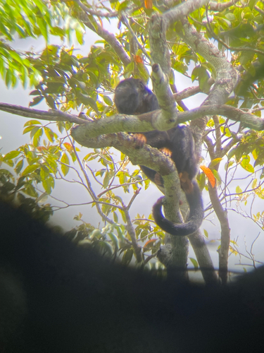 Red-handed Howler Monkey