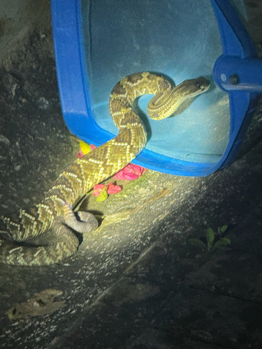 Neotropical Rattlesnake