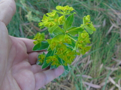 Helioscopia