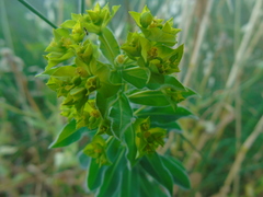 Helioscopia
