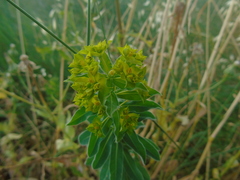 Helioscopia
