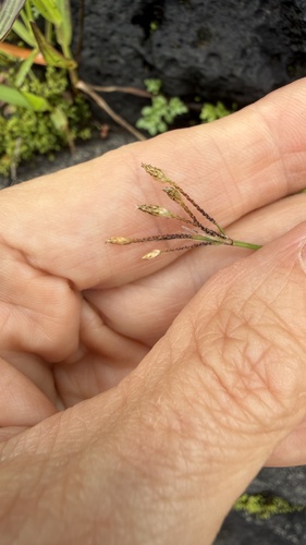 Fimbristylis dichotoma observed 2026-09-11