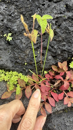 Fimbristylis dichotoma, photograph 4