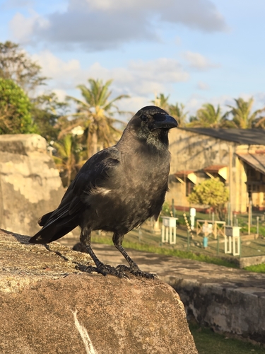 House Crow
