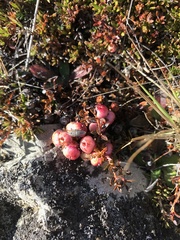 Gaultheria parvula