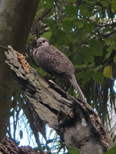 Spotted Dove (Sri Lankan)
