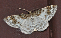 Hydrelia condensata
