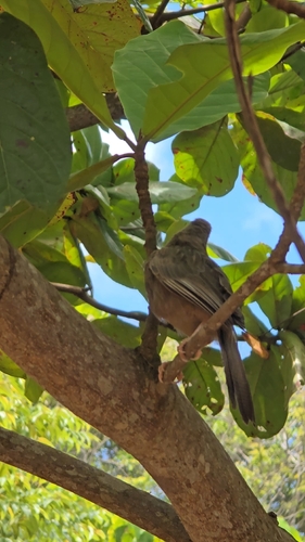 Yellow-billed Babbler