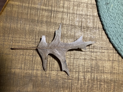pin oak