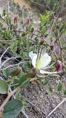 Capparis spinosa herbacea