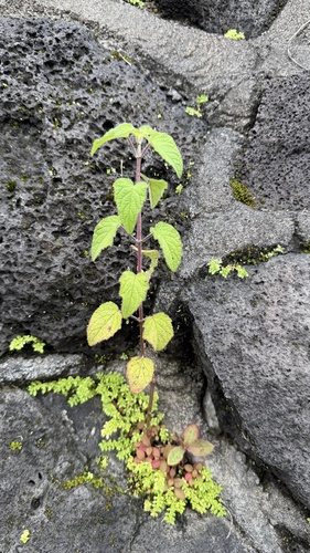 Mesosphaerum pectinatum observed 2026-09-11