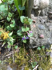 Glechoma hederacea