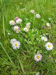 Bellis perennis