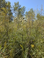 (c) Bria Abeles-Allison, some rights reserved (CC BY) Eryngium yuccifolium, photograph (c) Bria Abeles-Allison, some rights reserved (CC BY)