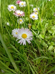 Bellis perennis