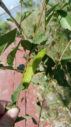 Callambulyx tatarinovii