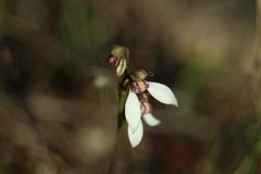 Eriochilus pulchellus