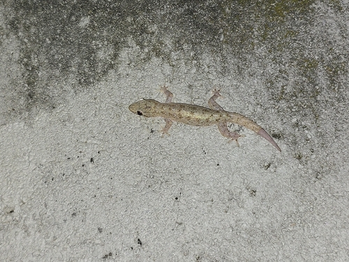 Asian House Gecko