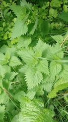Urtica dioica dioica