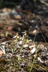 Eriochilus pulchellus