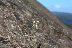 Eriochilus pulchellus
