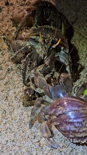 Tawny Hermit Crab