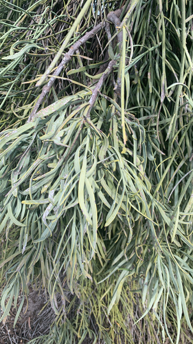 Nuytsia floribunda, photograph 2