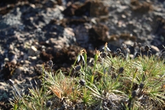 Eriochilus pulchellus
