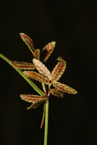 Shining Flatsedge