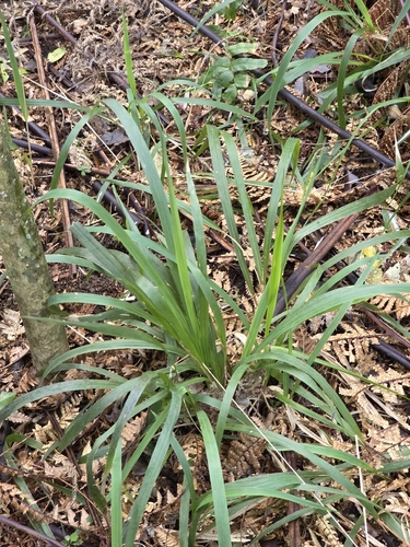 Ehrharta diplax, photograph 3