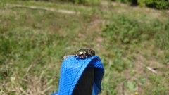 Protaetia cuprea