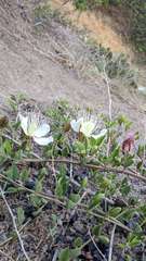 Capparis spinosa herbacea