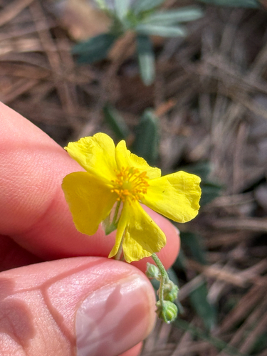 Helianthemum nummularium, photograph 5