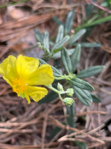 Helianthemum nummularium, photograph 3