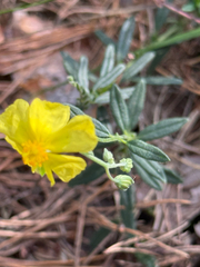 Helianthemum nummularium, photograph (c) Tony KM, some rights reserved (CC BY)
