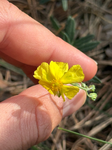Helianthemum nummularium, photograph 6