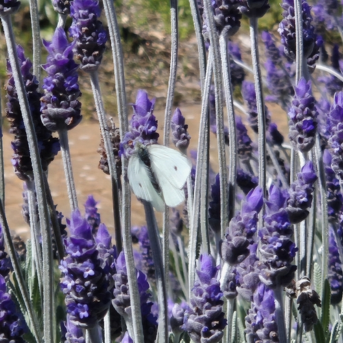 Small White