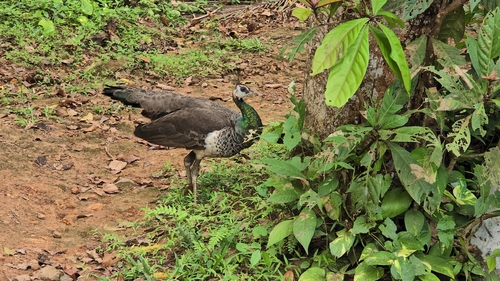 Indian Peafowl